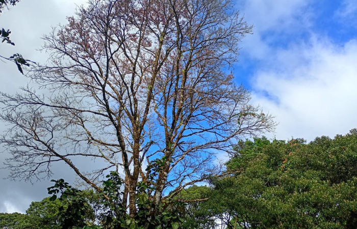 Fig 1.  Habitad <i>Lonchocarpus brenesii</i>: (Fabaceae). Area Conservación Guanacaste. Sector Rincon Rain forest  Estación San Gerardo,(Elevación ) foto tomada, 03/ 08/ 2026. Cirilo Umaña  D.
