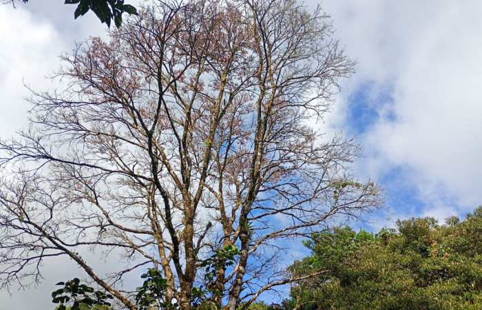 Fig 2 . Habitad <i>Lonchocarpus brenesii</i>: (Fabaceae). Area Conservación Guanacaste. Sector Rincon Rain forest. Estación San Gerardo, (Elevación ). Foto, Cirilo Umaña D., 03/ 08/ 2026.