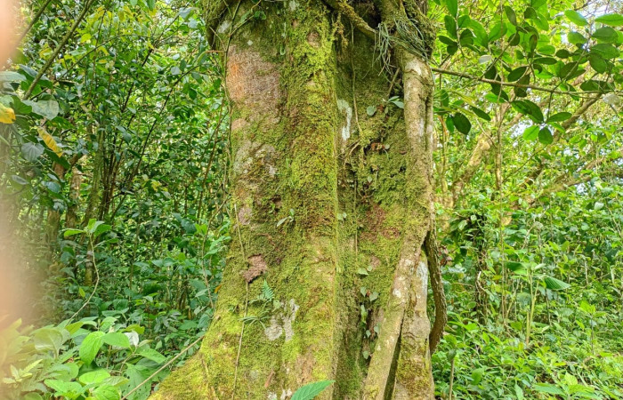 Fig 6. Habitad <i>Lonchocarpus brenesii</i>:(Fabaceae). Area Conservación Guanacaste. Sector Rincon Rain forest  Estación Biológica San Gerardo, (Elevación )   foto tomada, 03/ 08/ 2026. Cirilo Umaña  D.