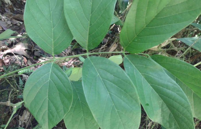  Fig 3. Hojas de <i>Lonchocarpus brenesii</i>: son compuestas, de color verde oscuro  Foto, Cirilo Umaña  D. 03/ 12/ 2026.