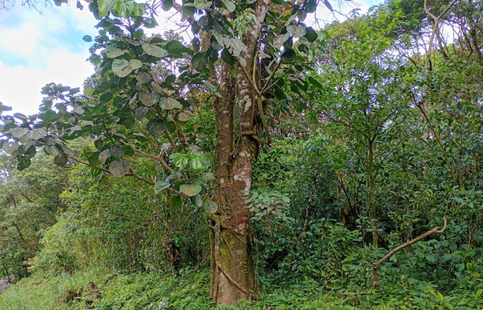 Fig 5 . Habitad <i>Lonchocarpus brenesii</i>: (Fabaceae). Area Conservación Guanacaste. Sector Rincon Rain forest. Estación Biológica San Gerardo, (Elevación )   Foto, Cirilo Umaña  D. 03/ 08/ 2026.