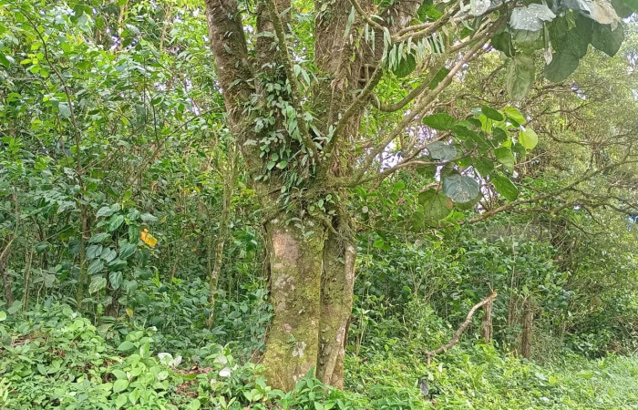 Fig 7. Habitad <i>Lonchocarpus brenesii</i>: (Fabaceae). Area Conservación Guanacaste. Sector Rincon Rain forest  Estación Biológica San Gerardo, (Elevación ) foto tomada 03/ 08/ 2026. Cirilo Umaña  D.