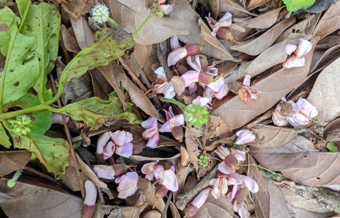 Fig 4.  Flor de <i>Lonchocarpus brenesii</i>: (Fabaceae). Area Conservación Guanacaste. Sector Rincon Rain forest  Estación San Gerardo. Foto, Cirilo Umaña D., 03/ 08/ 2026.