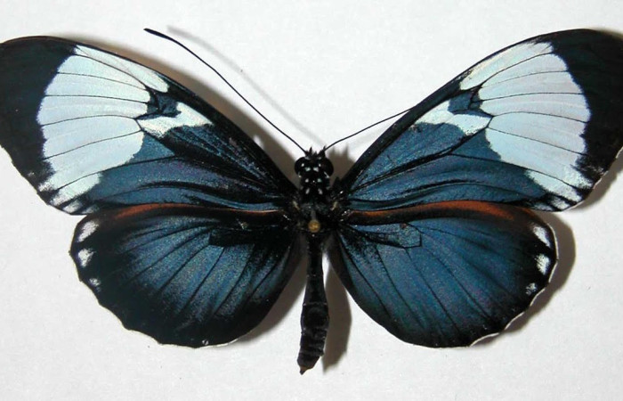 Figura 10. Adulto <i>Heliconius galanthus</i> (Nymphalidae), posición dorsal. Área de Conservación Guanacaste, Sector Santa Rosa. 02-SRNP-33276-DHJ34738.