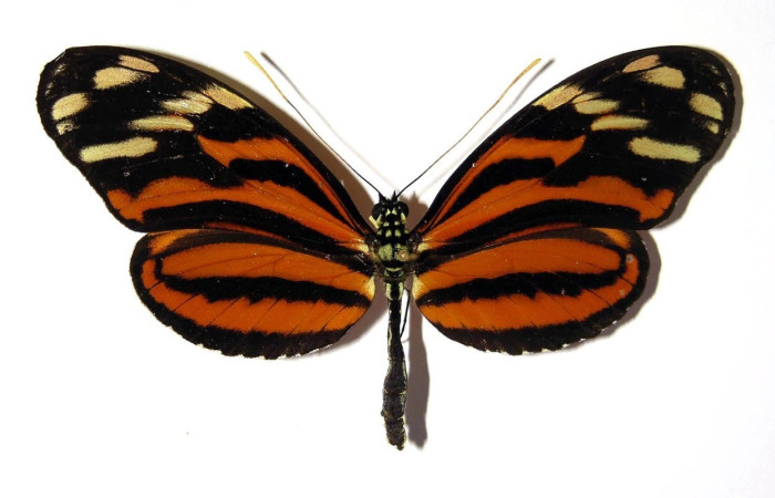 Figura 1. Adulto <i>Heliconius telchinia</i> (Nymphalidae), posición dorsal. Área de Conservación Guanacaste, Sector Santa Rosa. 03-SRNP-22645-DHJ9654.