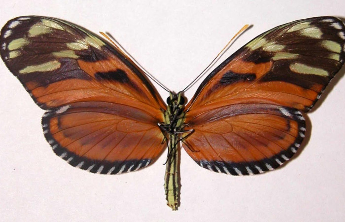 Figura 7. Adulto <i>Heliconius telchinia</i> (Nymphalidae), posición dorsal. Área de Conservación Guanacaste, Sector Santa Rosa. 03-SRNP-3129-DHJ34741.