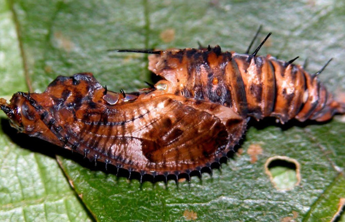 Figura 5. Pupa de la larva <i>Heliconius telchinia</i> (Nymphalidae), Posición entero lateral en la hoja de la planta <i>Passiflora oerstedii</i> (Passifloraceae). 03-SRNP-3129-DHJ400188.jpg.