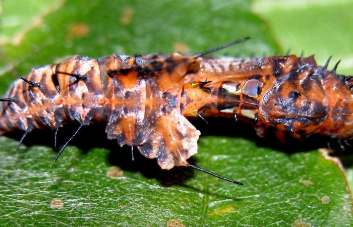 Figura 6. Pupa de la larva <i>Heliconius telchinia</i> (Nymphalidae), Posición entero dorsal en la hoja de la planta <i>Passiflora oerstedii</i> (Passifloraceae). 03-SRNP-3129-DHJ400189.jpg.