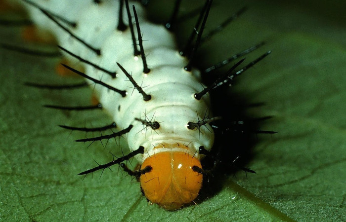 Figura 2. Larva <i>Heliconius telchinia</i> (Nymphalidae), Posición cabeza en la hoja de la planta </i>Passiflora oerstedii</i> (Passifloraceae). 03-SRNP-3129-DHJ72117.jpg.