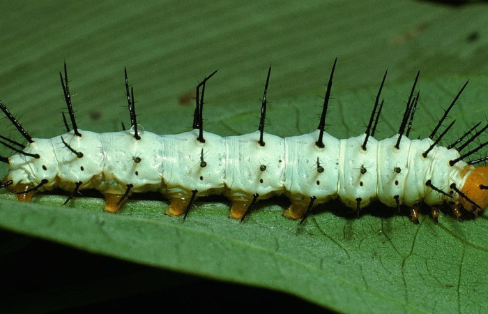 Figura 3. Larva <i>Heliconius telchinia</i> (Nymphalidae), Posición entero lateral en la hoja de la planta <i>Passiflora oerstedii</i> (Passifloraceae). 03-SRNP-3129-DHJ72122.jpg.