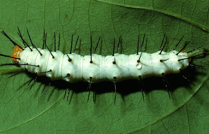 Figura 4. Larva <i>Heliconius telchinia</i> (Nymphalidae), Posición entero dorsal en la hoja de la planta <i>Passiflora oerstedii</i> (Passifloraceae). 03-SRNP-3129-DHJ72123.jpg.