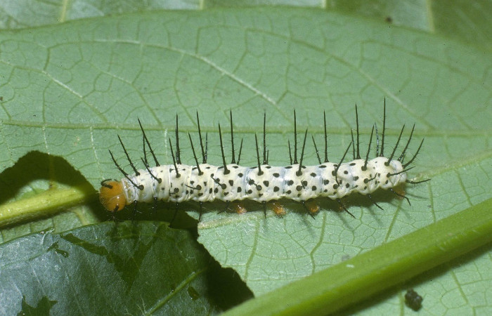 Figura 9. Larva <i>Heliconius galanthus</i> (Nymphalidae), Posición entero lateral en la hoja de la planta <i>Passiflora quadrangularis</i> (Passifloraceae). 04-SRNP-34164-DHJ86701.jpg.