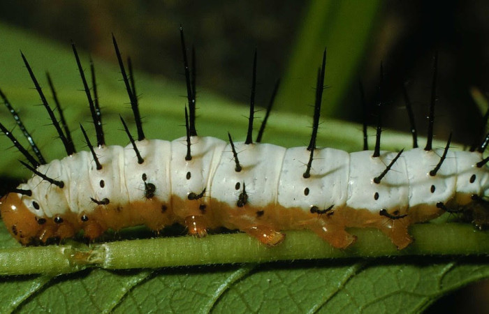 Figura 11. Larva <i>Heliconius zuleika</i> (Nymphalidae), Posición entero lateral en la hoja de la planta Passiflora pedata (Passifloraceae). 95-SRNP-8002-DHJ25307.jpg.