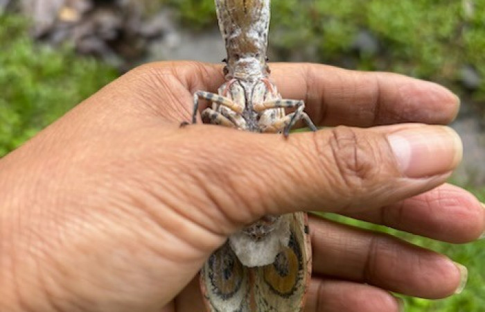 Figura 6. <i>Fulgora laternaria</i> de la  familia (Fulgoridae),  posición ventral, Sector San Cristóbal, Estación Biológica San Gerardo. Foto Gloria Sihezar. 12 noviembre 2025.
