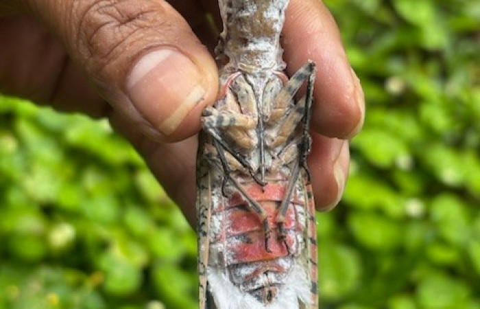 Figura 4. <i>Fulgora laternaria</i> de la familia (Fulgoridae), posición ventral, Sector San Cristóbal, Estación Biológica San Gerardo. Foto Gloria Sihezar. 12 noviembre 2025.