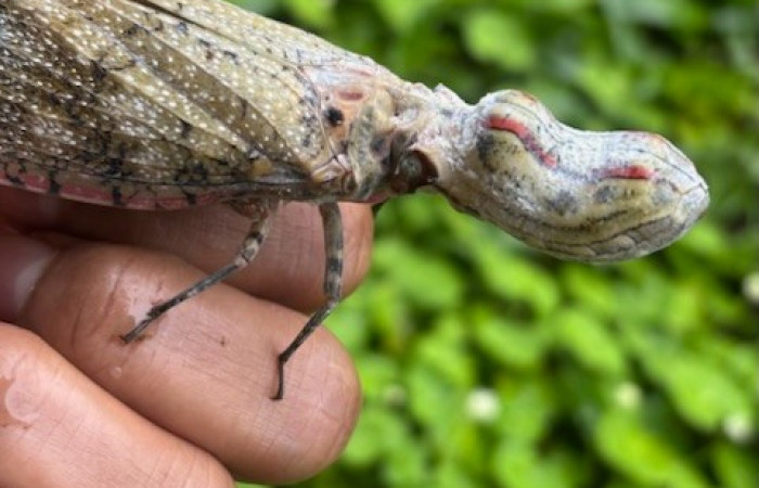 Figura 2. <i>Fulgora laternaria</i> familia (Fulgoridae), posición lateral, Sector San Cristóbal, Estación Biológica San Gerardo. Foto Gloria Sihezar. 12 noviembre 2025.