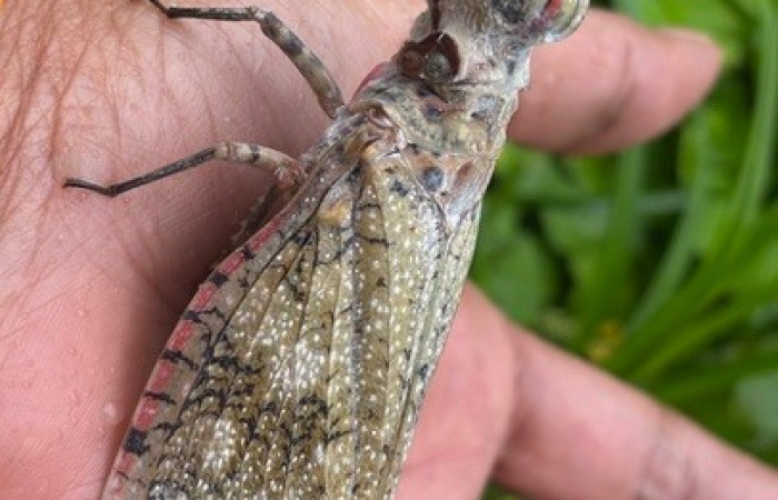 Figura 3. <i>Fulgora laternaria</i> familia (Fulgoridae), posición lateral Sector San Cristóbal, Estación Biológica San Gerardo. Foto Gloria Sihezar. 12 noviembre 2025.