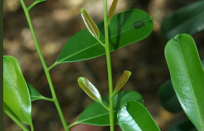 Figura 7. <i>Simarouba glauca</i>. Cerca del manglar de la Laguna Limbo, Sector Santa Rosa, ACG. bosquecito entre manglar y playa. Foto. Adrian Guadamuz. Voucher Biobot11805.