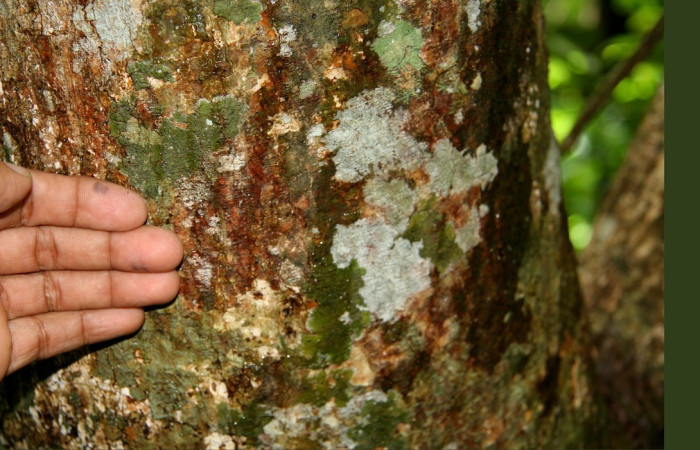 Figura 7. <i>Simarouba glauca</i>. Cerca del manglar de la Laguna Limbo, Sector Santa Rosa, ACG. bosquecito entre manglar y playa. Foto. Adrian Guadamuz. Voucher Biobot11805.