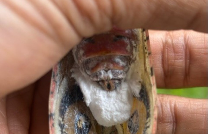 Figura 5. <i>Fulgora laternaria</i> de la  familia (Fulgoridae),  posición ventral, Sector San Cristóbal, Estación Biológica San Gerardo. Foto Gloria Sihezar. 12 noviembre 2025.
