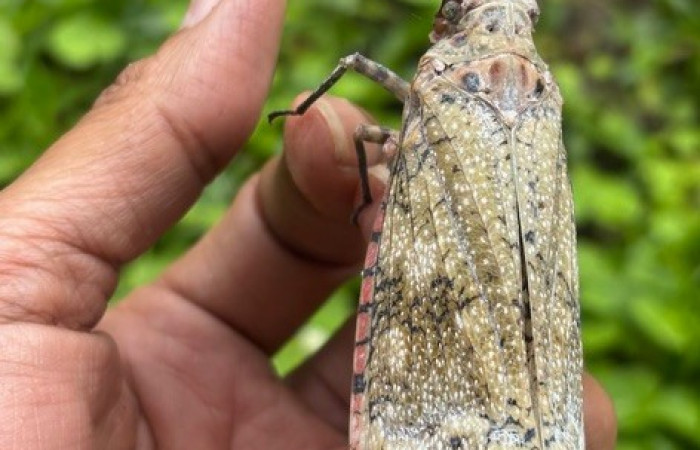 Figura 1. Fulgora laternaria familia (Fulgoridae), posición dorsal, Sector San Cristóbal, Estación Biológica San Gerardo. Foto Gloria Sihezar. 12 noviembre 2025.