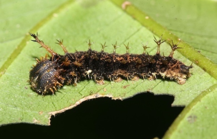 Figura 7. Larva de [I]Adelpha[/I] lacinaDHJ01 (Nymphalidae) en último estadio vista dorsal. 17-SRNP-32404-DHJ740702)