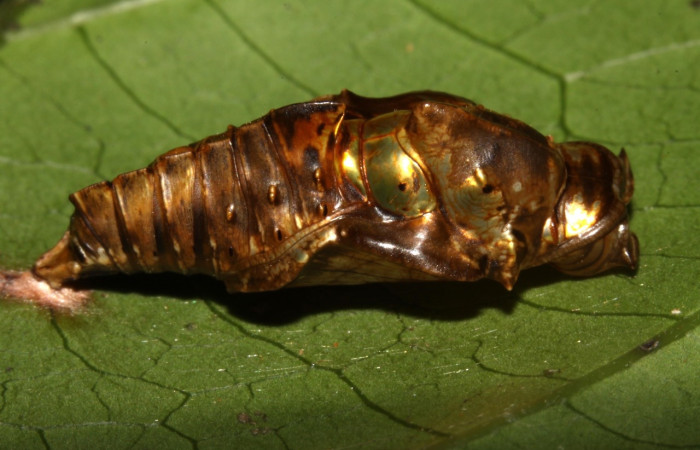 Figura 12. Pupa de [I]Adelpha[/I] lacinaDHJ01 (Nymphalidae).  vista lateral (13-SRNP-31313-DHJ701526)