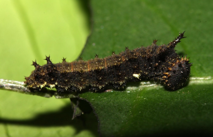 Figura 5. Larva de [I]Adelpha[/I] lacinaDHJ01
(Nymphalidae)  vista lateral. (13-SRNP-31507-DHJ701825)