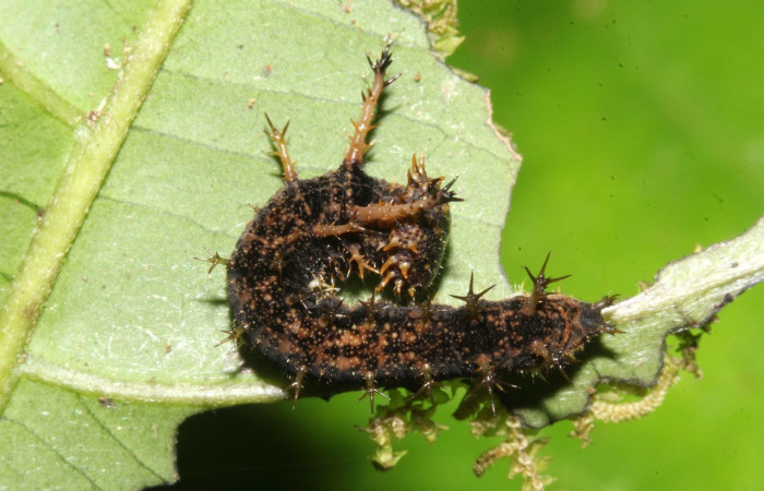 Figura 6. Larva de [I]Adelpha[/I] lacinaDHJ01 (Nymphalidae)  vista dorsal. (17-SRNP-32404-DHJ740700)
