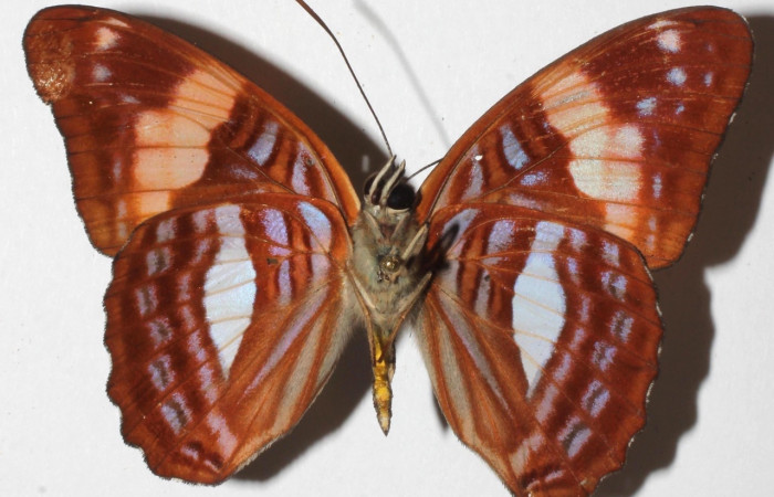 Figura 2. Adulto de [I]Adelpha[/I] lacinaDHJ01 (Nymphalidae) (macho) vista ventral (18-SRNP-30545-DHJ938389)