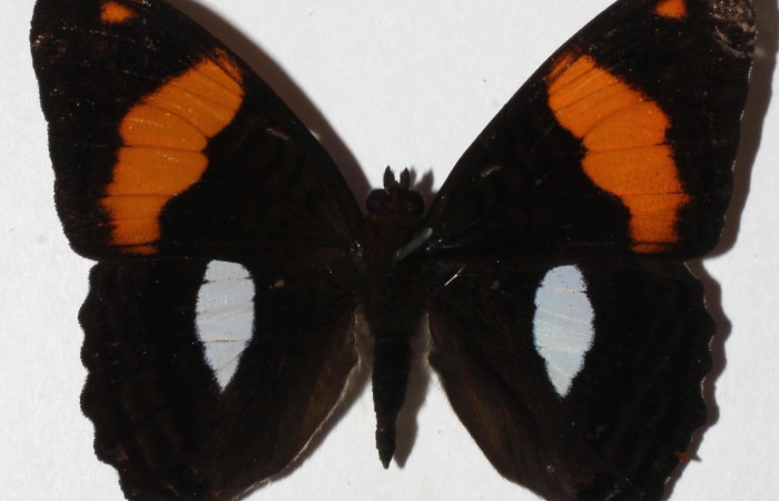 Figura 1. Adulto de [I]Adelpha[/I] lacinaDHJ01 (Nymphalidae) (macho) vista dorsal 18-SRNP-30912-DHJ938392)