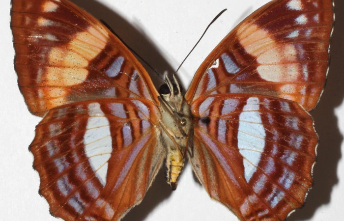 Figura 4. Adulto de [I]Adelpha[/I] lacinaDHJ01 (Nymphalidae) (hembra) vista ventral. (18-SRNP-30913-DHJ938429)