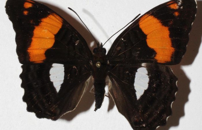Figura 3. Adulto de [I]Adelpha[/I] lacinaDHJ01 (Nymphalidae) (hembra) vista dorsal. (18-SRNP-30914-DHJ938426)