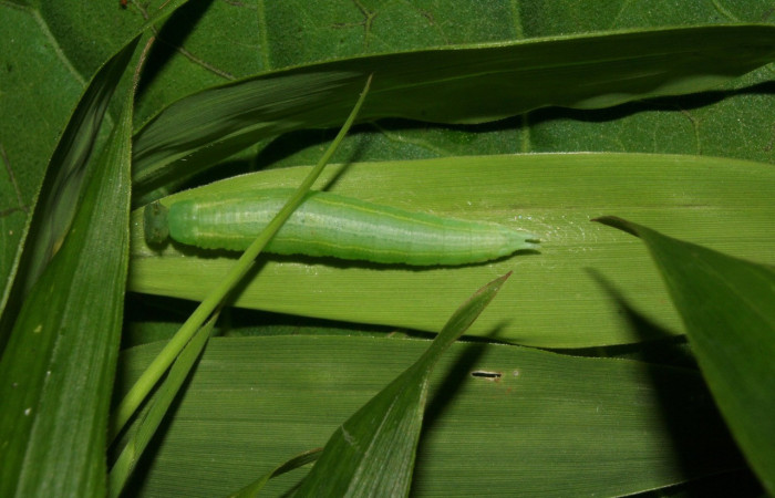 Figura 1. Vista dorsal de la larva <i>Pseudodebis darrenthroopi</i>, en planta <i>Rhipidocladum racemiflorum</i> de la familia (Poaceae). Foto, Estación Biológica Pitilla. Voucher 11-SRNP-72643-DHJ484973.