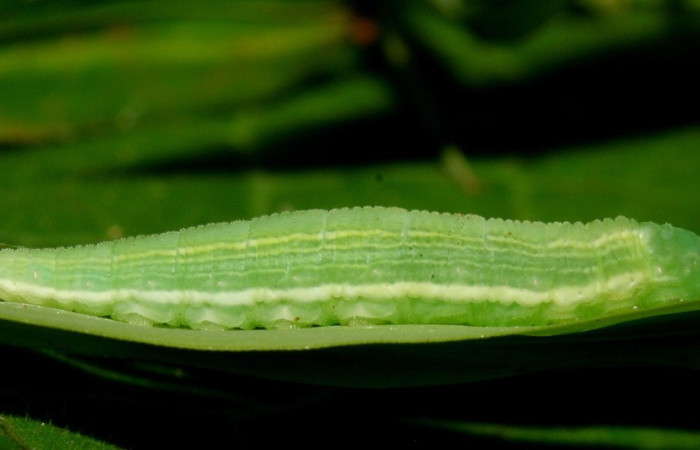 Figura 2. Vista lateral de la larva <i>Pseudodebis darrenthroopi</i>, en planta <i>Rhipidocladum racemiflorum</i> de la familia (Poaceae). Foto, Estación Biológica Pitilla. Voucher. 11-SRNP-72643-DHJ484975.