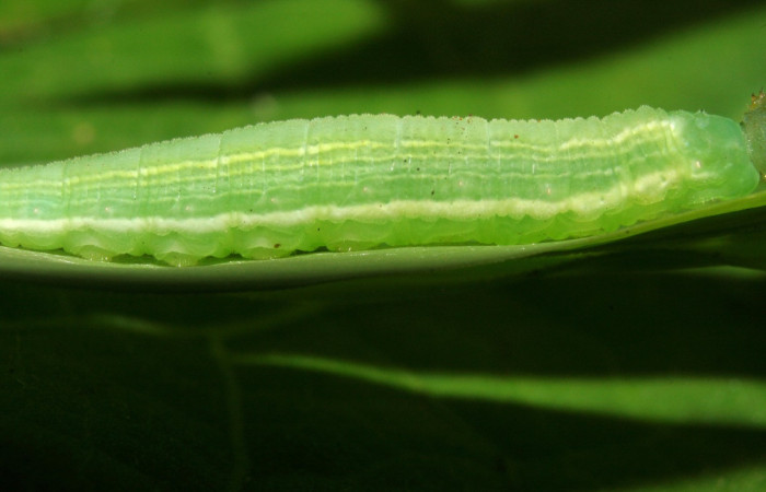 Figura 3. Vista lateral de la larva <i>Pseudodebis darrenthroopi</i>, en planta <i>Rhipidocladum racemiflorum</i> de la familia (Poaceae). Foto, Estación Biológica Pitilla. Voucher.11-SRNP-72643-DHJ484977.