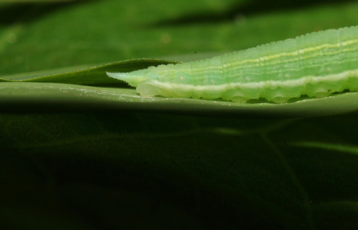 Figura 4. Vista lateral de la cola, <i>Pseudodebis darrenthroopi</i>, en planta <i>Rhipidocladum racemiflorum</i> de la familia (Poaceae). Foto, Estación Biológica Pitilla. Voucher. 11-SRNP-72643-DHJ484978SRNP-72643-DHJ484978.