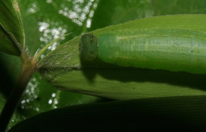 Figura 5. Vista dorsal de la cabeza, <i>Pseudodebis darrenthroopi</i>, en planta <i>Rhipidocladum racemiflorum</i> de la familia (Poaceae). Foto, Estación Biológica Pitilla. Voucher. 11-SRNP-72643-DHJ484979.