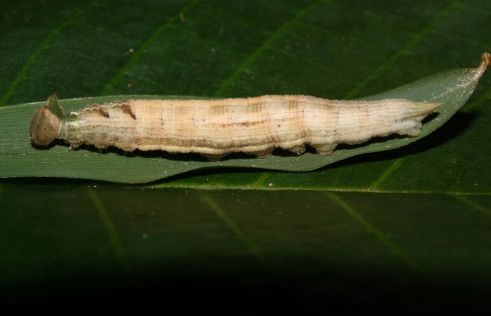 Figura 6. Vista lateral de la <i>Pseudodebis darrenthroopi</i>, planta <i>Rhipidocladum racemiflorum</i> familia (Poaceae). Foto, Estación Biológica Pitilla. Voucher.12-SRNP-70177-DHJ494837.