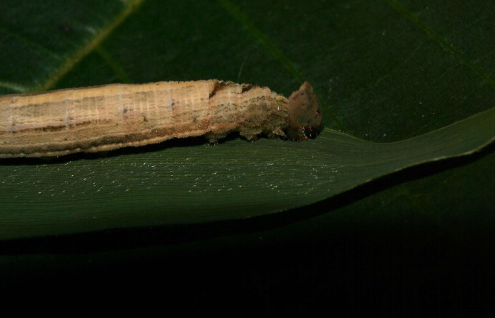Figura 6. Vista lateral de la <i>Pseudodebis darrenthroopi</i>, planta <i>Rhipidocladum racemiflorum</i> familia (Poaceae). Foto, Estación Biológica Pitilla. Voucher.12-SRNP-70177-DHJ494837.