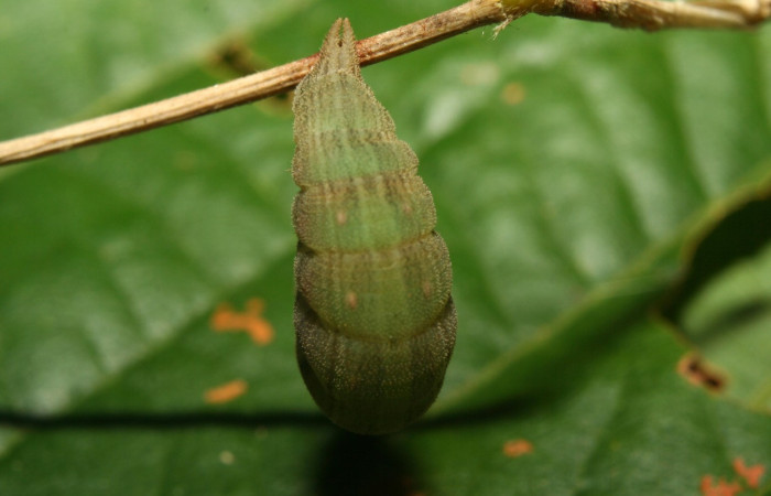 Figura 8. Vista dorsal de la cabeza, <i>Pseudodebis darrenthroopi</i>, planta <i>Rhipidocladum racemiflorum</i> familia (Poaceae). Foto, Estación Biológica Pitilla. Voucher. 12-SRNP-70177-DHJ494863.