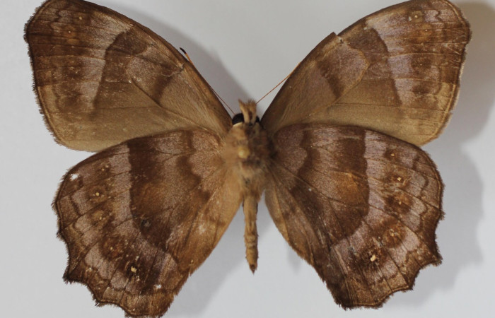 Figura 13. Vista ventral de adulto de, <i>Pseudodebis darrenthroopi</i>. Voucher. 12-SRNP-70976-DHJ583495.