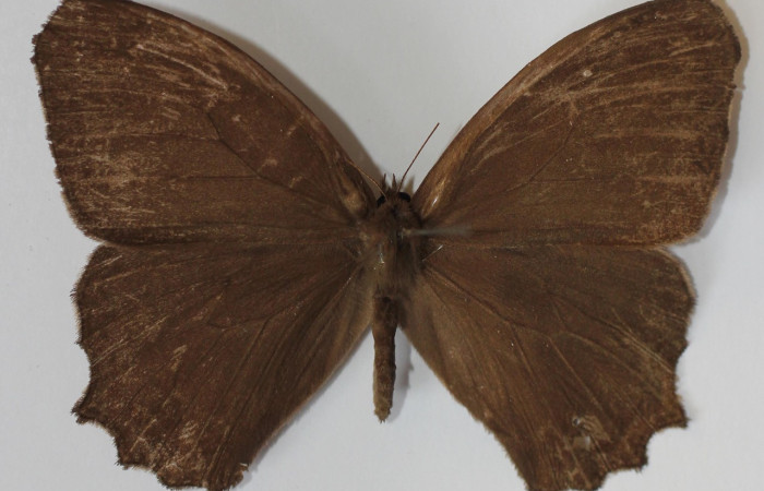 Figura 14. Vista dorsal de adulto de, <i>Pseudodebis darrenthroopi</i>. Voucher. 13-SRNP-71026-DHJ583510.