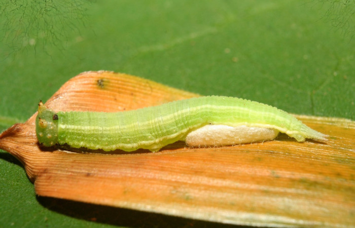 Figura 10. Vista lateral de, <i>Pseudodebis darrenthroopi</i>; planta <i>Rhipidocladum racemiflorum</i> familia (Poaceae). Foto, Estación Biológica Quica. Voucher. 13- SRNP-71861-DHJ703526.