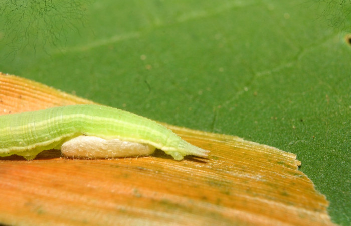 Figura 11. Vista lateral de la cola de, <i>Pseudodebis darrenthroopi</i> planta <i>Rhipidocladum racemiflorum</i>; familia (Poaceae). Foto, Estación Biológica Quica. Voucher. 13-SRNP-71861-DHJ703529.