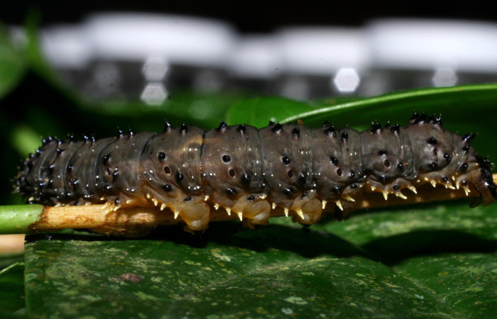 Figura 2. Larva <i>Homidiana</i> Janzen02 (Sematuridae), en último estadío (U), vista lateral, localidad Sendero Arenales, Sector Cacao ACG (1080m). Voucher: 08-SRNP-36575-DHJ441654.jpg.