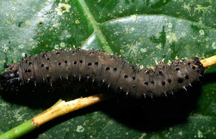 Figura 1. Larva <i>Homidiana</i> Janzen02 (Sematuridae), en último estadío (U), vista dorsal, localidad Sendero Arenales, Sector Cacao ACG (1080m). Voucher: 08-SRNP-36575-DHJ441655.jpg.