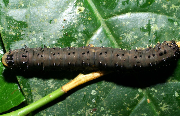 Figura 3. Larva <i>Homidiana</i> Janzen02 (Sematuridae), en último estadío (U), vista dorsal, localidad Sendero Arenales, Sector Cacao ACG (1080m). Voucher: 08-SRNP-36575-DHJ441656.jpg.