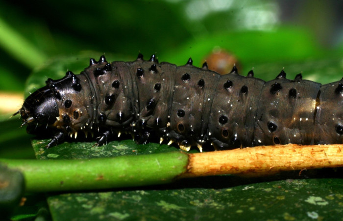 Figura 4. Larva <i>Homidiana</i> Janzen02 (Sematuridae), en último estadío (U), vista lateral, localidad Sendero Arenales, Sector Cacao ACG (1080m). Voucher: 08-SRNP-36575-DHJ441657.jpg.