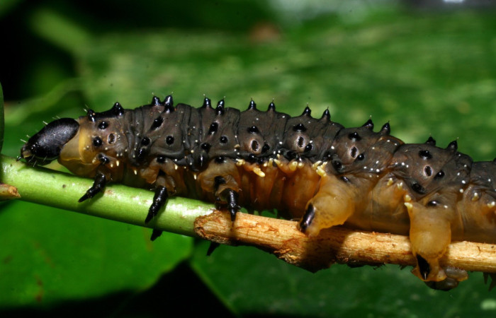 Figura 5. Larva <i>Homidiana</i> Janzen02 (Sematuridae), en último estadío (U), vista lateral, localidad Sendero Arenales, Sector Cacao ACG (1080m). Voucher: 08-SRNP-36575-DHJ441660.jpg.